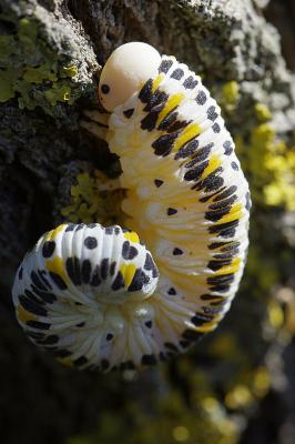 Frelon à épaulettes  Cimbex quadrimaculatus (O.F. Müller, 1766)