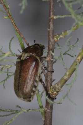  Anoxia villosa villosa (Fabricius, 1782)