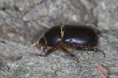  Pentodon bidens (Pallas, 1771)