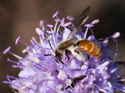  Andrena marginata Fabricius, 1776