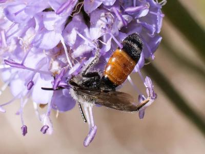 Andrena marginata Fabricius, 1776