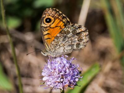 Mégère (La), Satyre (Le) Lasiommata megera (Linnaeus, 1767)