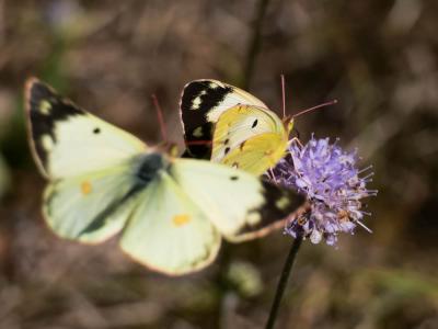 Fluoré (Le) Colias alfacariensis Ribbe, 1905
