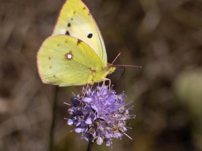 Fluoré (Le) Colias alfacariensis Ribbe, 1905