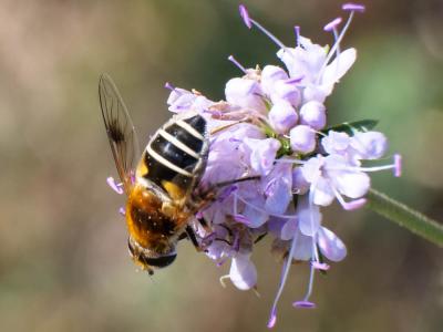  Eristalis jugorum Egger, 1858