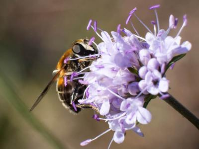  Eristalis jugorum Egger, 1858