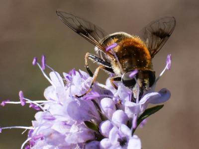  Eristalis jugorum Egger, 1858