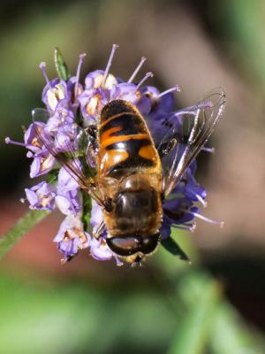 Eristale gluante, Mouche pourceau Eristalis tenax (Linnaeus, 1758)