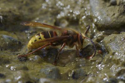 Frelon d'Europe, Frelon, Guichard Vespa crabro Linnaeus, 1758