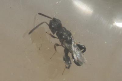  Dirhinus hesperidum (Rossi, 1790)