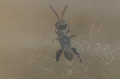  Dirhinus hesperidum (Rossi, 1790)