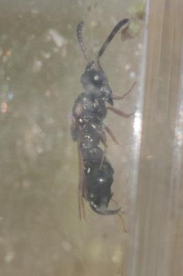  Dirhinus hesperidum (Rossi, 1790)