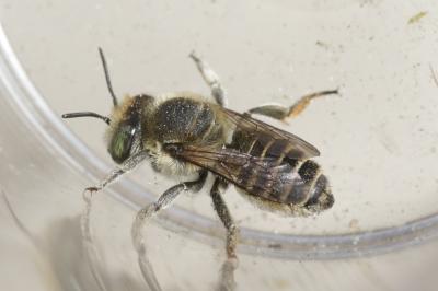  Megachile pilidens Alfken, 1924