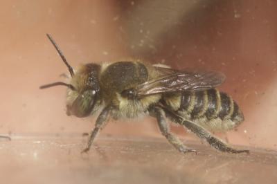  Megachile pilidens Alfken, 1924