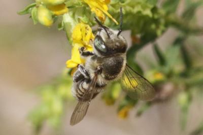  Megachile pilidens Alfken, 1924