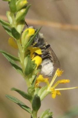  Megachile pilidens Alfken, 1924