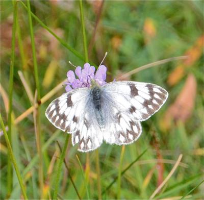 Piéride du Vélar (La), Veiné-de-vert (Le), Piéride Pontia callidice (Hübner, 1800)