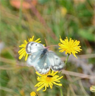 Candide (Le), Soufré des montagnes (Le) Colias phicomone (Esper, 1780)