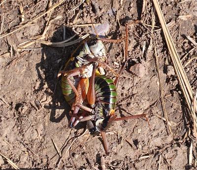 Analote du Queyras Anonconotus baracunensis Nadig, 1987