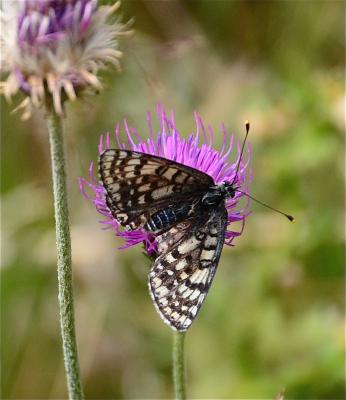 Mélitée orangée (La), Damier orangé (Le), Diane (L Melitaea didyma (Esper, 1778)