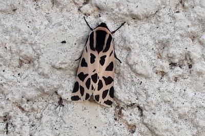 Ecaille tesselée (L'), Ecaille pudique (L') Cymbalophora pudica (Esper, 1785)