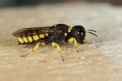  Lestica clypeata (Schreber, 1759)