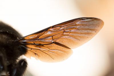 Abeille charpentière, Xylocope violet Xylocopa violacea (Linnaeus, 1758)