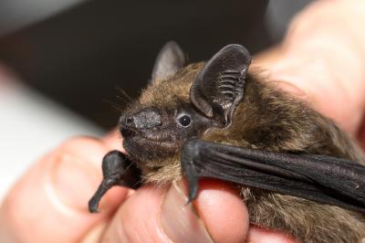 Sérotine commune Eptesicus serotinus (Schreber, 1774)