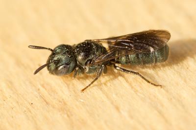 Cératine bleutée Ceratina cyanea (Kirby, 1802)