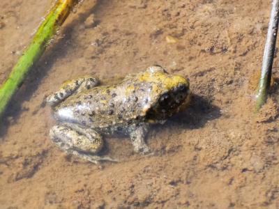 Pélodyte ponctué Pelodytes punctatus (Daudin, 1803)