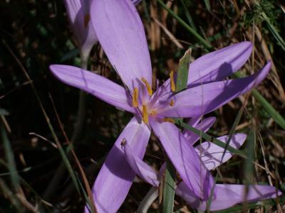  Colchicum L., 1753