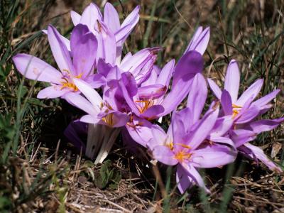  Colchicum L., 1753
