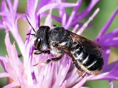  Megachile Latreille, 1802