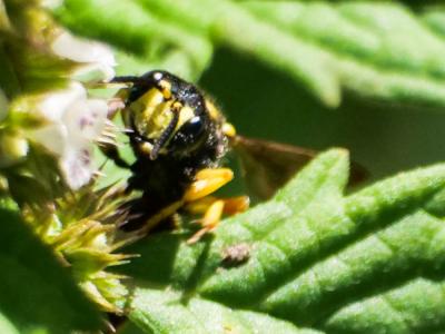  Cerceris rybyensis (Linnaeus, 1771)