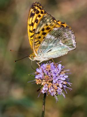 Tabac d'Espagne (Le), Nacré vert (Le), Barre argen Argynnis paphia (Linnaeus, 1758)