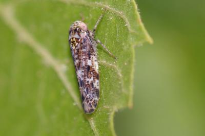  Allygus mixtus (Fabricius, 1794)