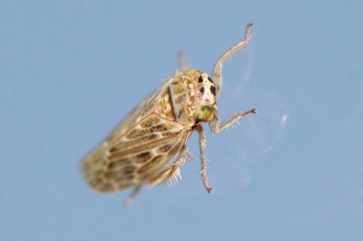  Euscelidius variegatus (Kirschbaum, 1858)