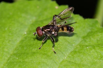 Chalcosyrphus nemorum (Fabricius, 1805)