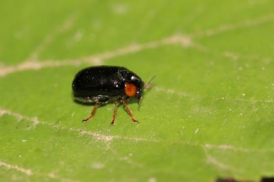  Smaragdina affinis (Illiger, 1794)