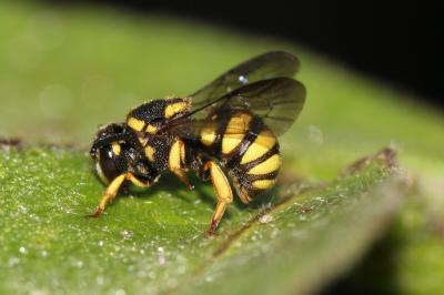  Stelis signata (Latreille, 1809)