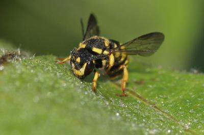  Stelis signata (Latreille, 1809)