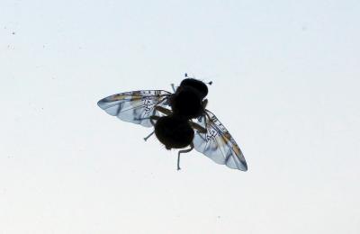  Ceratitis capitata (Wiedemann, 1824)