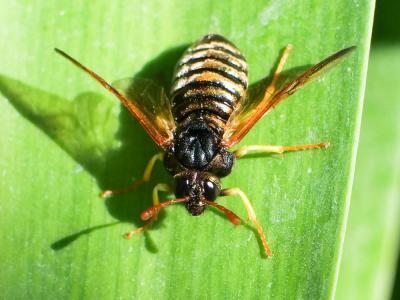  Abia sericea (Linnaeus, 1767)