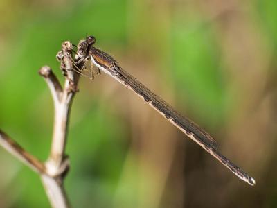 Leste brun Sympecma fusca (Vander Linden, 1820)