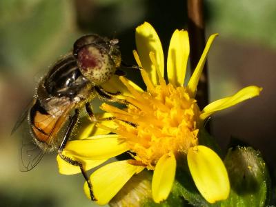  Eristalinus megacephalus (Rossi, 1794)