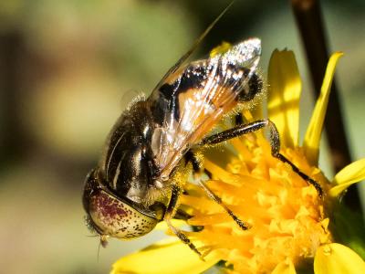  Eristalinus megacephalus (Rossi, 1794)