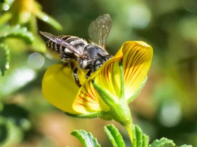  Megachile Latreille, 1802