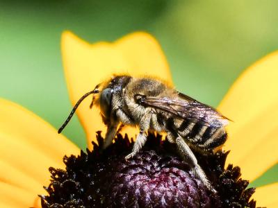  Megachile pilidens Alfken, 1924
