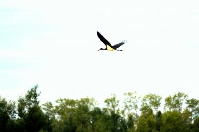 Cigogne noire Ciconia nigra (Linnaeus, 1758)