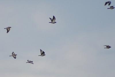 Pigeon colombin Columba oenas Linnaeus, 1758